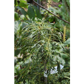 Aesculus hippocastanum 'Laciniata' - Cutleaf Horsechestnut