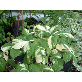 Aesculus hippocastanum 'Variegata' - Variegated Horsechestnut