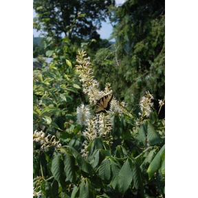 Aesculus parviflora var. serotina 'Rogers' - Roger's Bottlebrush Buckeye