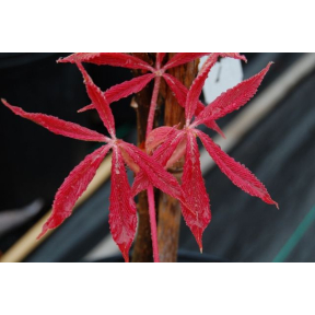 Aesculus x neglecta 'Erythroblastos' - Erythroblastos Horsechestnut