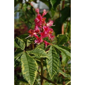 Aesculus x carnea 'Aureomarginata'  - Variegated Red Horsechestnut