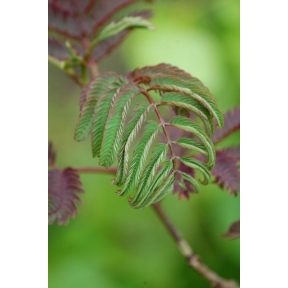 Albizia julibrissin 'Summer Chocolate' PP 13822 - Summer Chocolate Mimosa Tree