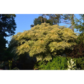 Aralia elata 'Silver Umbrella' - Silver Umbrella Variegated Devil's Walking Stick
