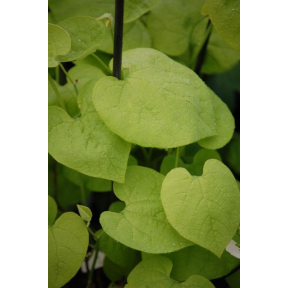 Aristolochia manshuriensis - Manchurian Pipevine