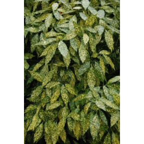 Aucuba japonica 'Gold Dust' - Gold Dust Japanese Aucuba