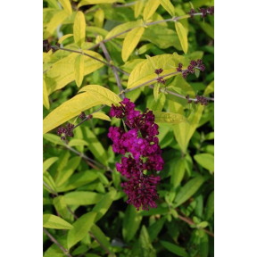 Buddleja davidii 'Evil Ways' - Evil Ways Butterfly Bush