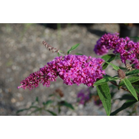 Buddleja davidii 'Windy Hill' - Windy Hill Butterfly Bush