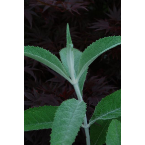 Buddleja nivea var. yunnanensis - Snow White Butterfly Bush