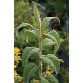 Buddleja salviifolia - Sagewood