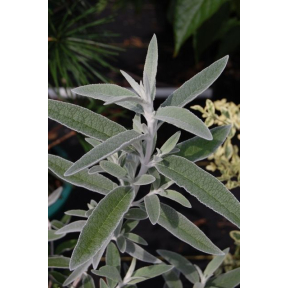 Buddleja x 'Silver Anniversary' - Silver Anniversary Butterfly Bush