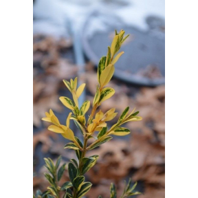Buxus sempervirens 'Aurea Pendula' - Aurea Pendula Variegated Boxwood