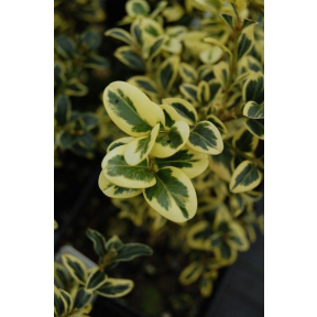 Buxus sempervirens 'Elegantissima' - Variegated Boxwood