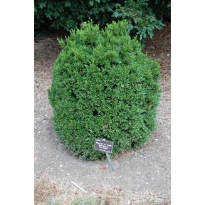 Buxus sinica var. insularis 'Justin Brouwers' - Justin Brouwers Boxwood 