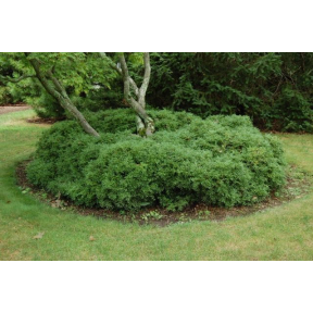 Buxus sinica var. insularis 'Tide Hill' - Tide Hill Boxwood 