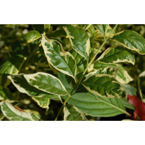 Callicarpa dichotoma var. albafructus 'Duet' - Duet Beautyberry