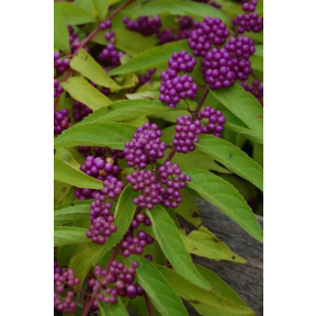 Callicarpa dichotoma 'Early Amethyst' - Early Amethyst Beautyberry