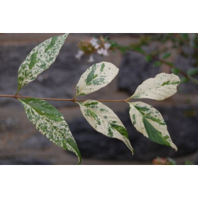 Callicarpa dichotoma 'Splashy' ('Variegata') - Splashy Variegated Beautyberry