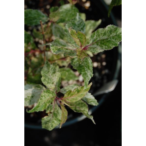 Callicarpa japonica 'Hatsushimo' - Variegated Japanese Beautyberry
