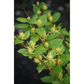 Calycanthus floridus 'Athens' - Athens Sweetshrub