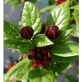 Calycanthus floridus 'Michael Lindsay' - Michael Lindsay Sweetshrub