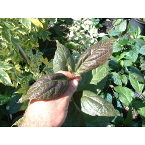 Calycanthus floridus var. purpureus - Purple Leaf Sweetshrub