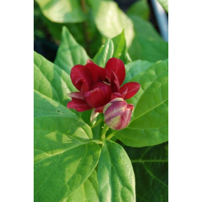 Calycanthus x raulstonii 'Aphrodite' PP 24014 - Aphrodite Hybrid Sweetshrub