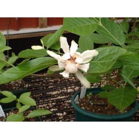 Calycanthus x raulstonii 'Venus' PP 15925 - Venus Sweetshrub