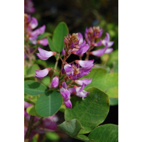 Campylotropsis macrocarpa - Campylotropsis