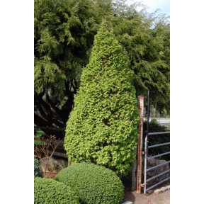 Carpinus betulus 'Columnaris Nana' - Dwarf Columnar European Hornbeam