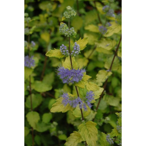 Caryopteris x clandonensis 'Jason' PPAF - Jason Blue Mist Shrub