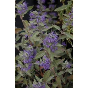 Caryopteris x clandonensis 'LISSILV' Sterling Silver™ PP 22474 - Sterling Silver™ Blue Mist Shrub