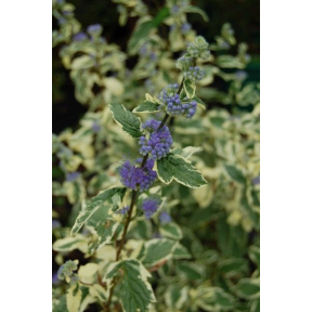 Caryopteris x clandonensis 'White Surprise' PP 21146 - White Surprise Blue Mist Shrub