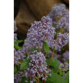 Ceanothus x pallidus 'MinMari' - MinMari Hybrid Ceanothus 