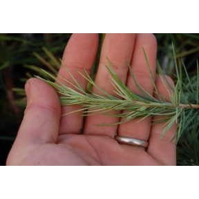 Cedrus deodara 'White Imp' - White Imp Himalayan Cedar