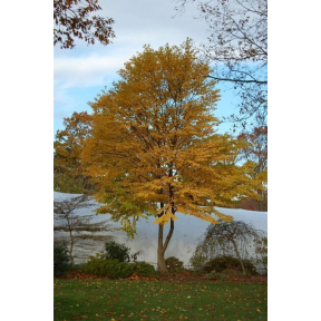Cercidiphyllum japonicum 'Heronswood Globe' - Heronswood Globe Katsura