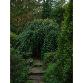 Cercidiphyllum japonicum 'Tidal Wave' - Tidal Wave Weeping Katsura