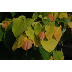 Cercis canadensis 'JN2' PP 21451 - The Rising Sun™ Eastern Redbud