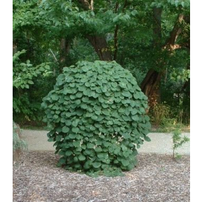 Cercis canadensis 'Covey' PP 10328 - Weeping Eastern Redbud