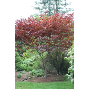 Cercis canadensis 'Forest Pansy' - Forest Pansy Eastern Redbud