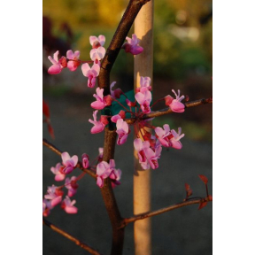 Cercis canadensis 'Ruby Falls' PP 22097 - Ruby Falls Weeping Eastern Redbud