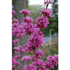 Cercis chinensis 'Don Egolf'  - Don Egolf Chinese Redbud