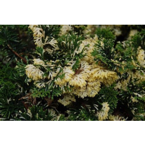 Chamaecyparis obtusa 'Baldwin's Variegated' - Baldwin's Variegated Hinoki Cypress