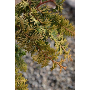 Chamaecyparis obtusa 'Fernspray Gold' - Fernspray Gold Hinoki Cypress