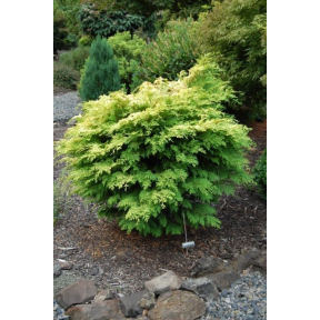 Chamaecyparis obtusa 'Kerdalo' - Kerdalo Hinoki Cypress