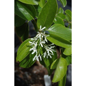 Chionanthus retusus 'China Snow' - China Snow Chinese Fringetree