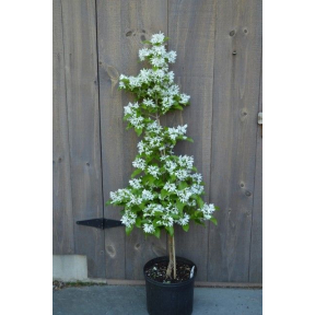 Chionanthus retusus 'Tokyo Tower' - Tokyo Tower Chinese Fringetree