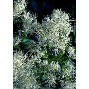 Chionanthus virginicus - White Fringetree