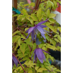 Clematis alpina 'Stolwijk Gold' PP 18648 - Stolwijk Gold Alpine Clematis