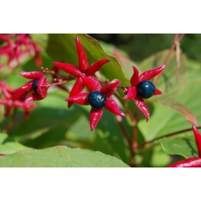 Clerodendrum trichotomum 'Golden Glory' - Golden Glory Bower