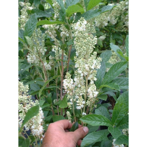 Clethra alnifolia 'Anne Bidwell' - Anne Bidwell Summersweet Clethra